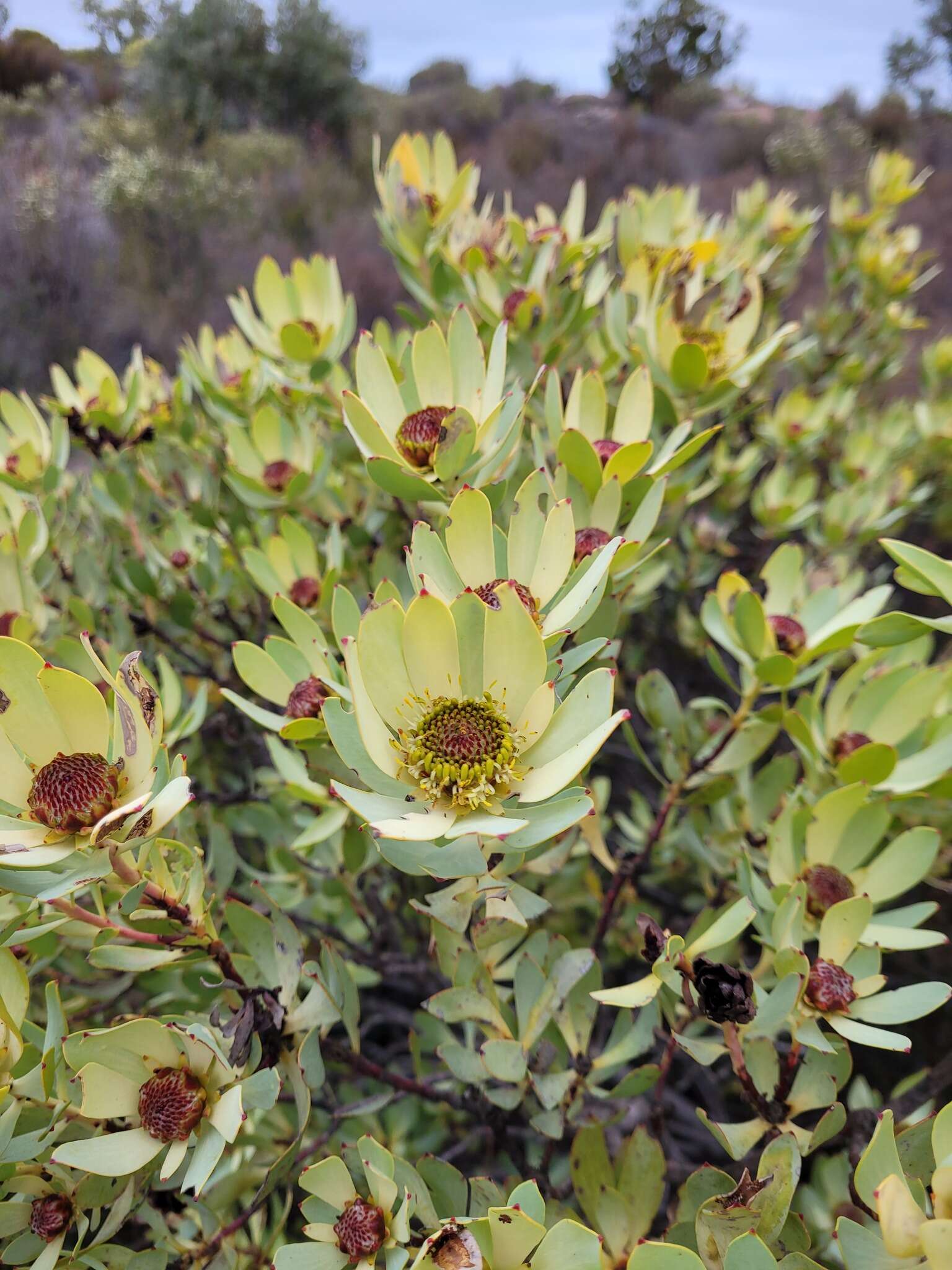 Image de Leucadendron roodii Bolus