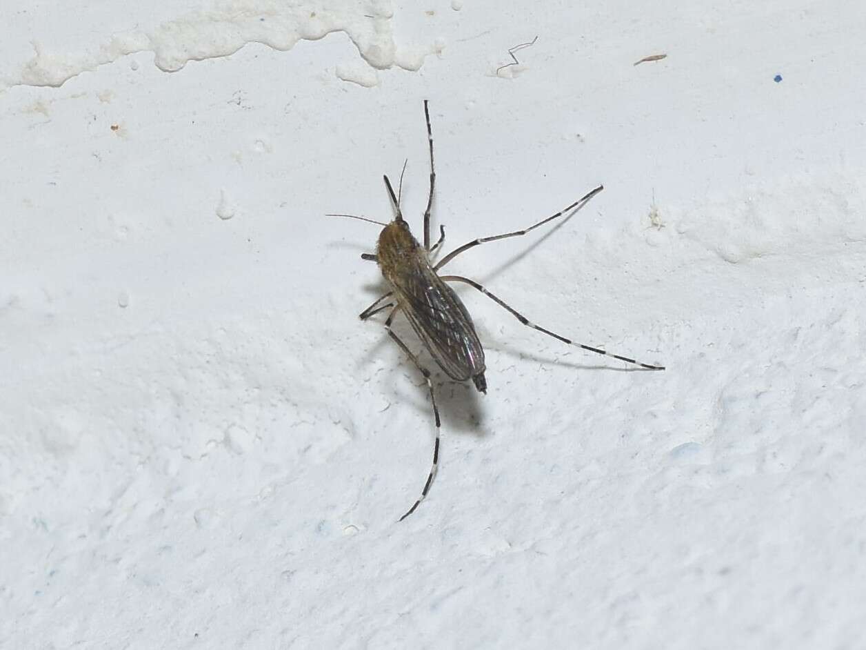Image of Aedes nigromaculis (Ludlow 1906)