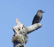 Image of Olive-Sided Flycatcher