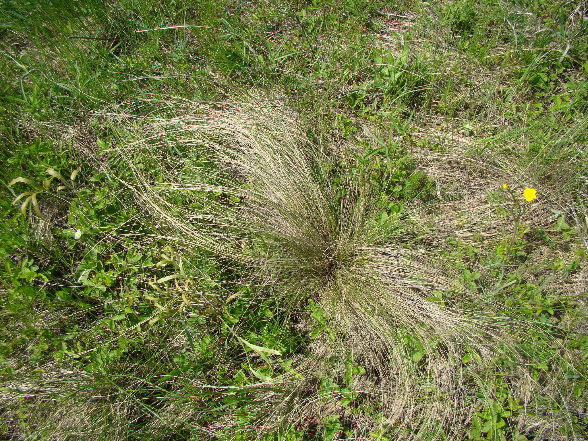 Image de Stipa tirsa Steven