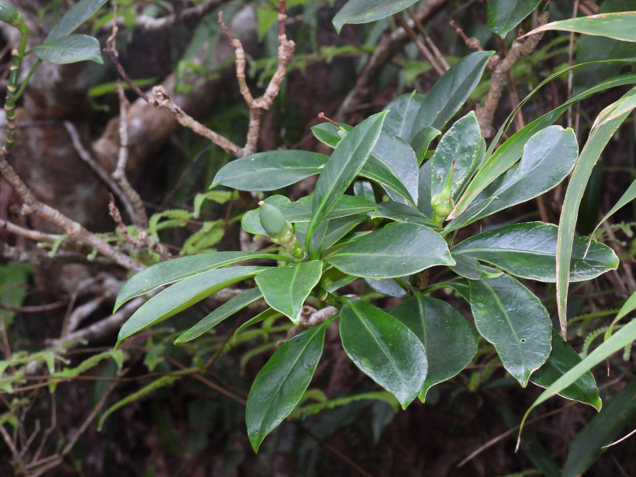 Image of Fagraea ceilanica Thunb.