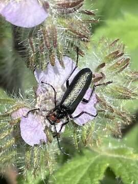 Image of Red-eared Blister Beetle