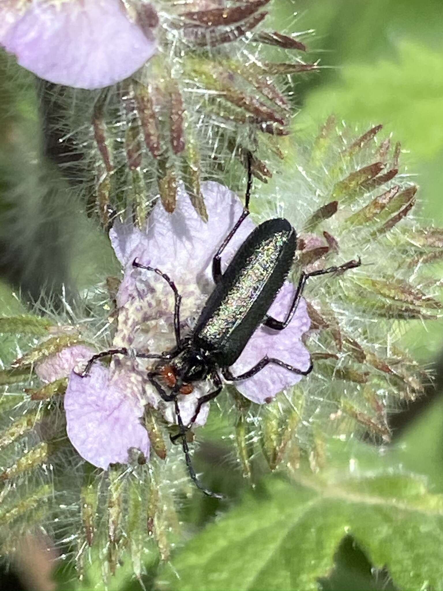 Imagem de Lytta (Poreopasta) auriculata Horn 1870