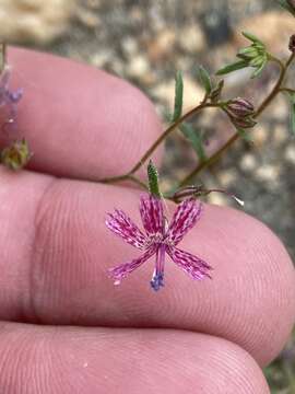 Plancia ëd Ipomopsis guttata (A. Gray) R. Moran