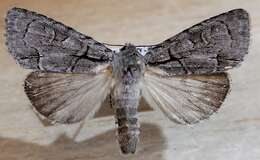 Image of Radcliffe's Dagger-moth