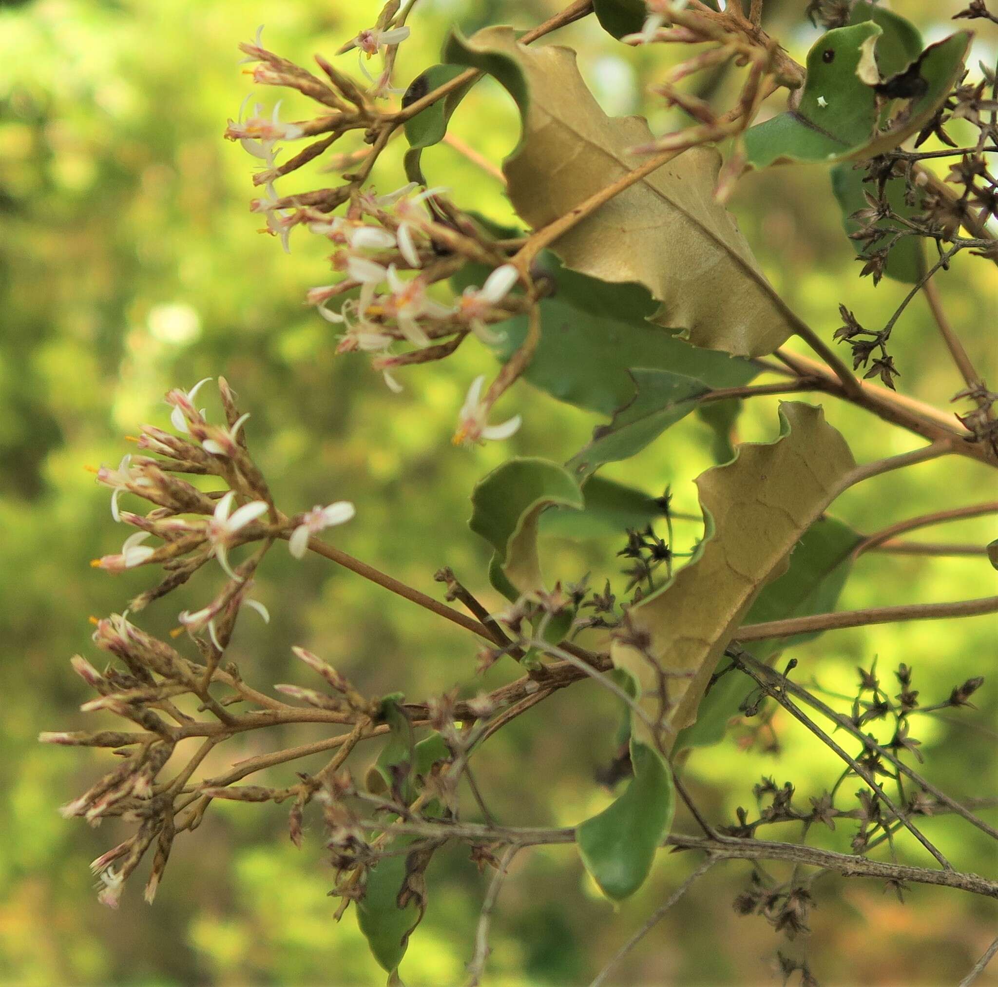 Image de Olearia furfuracea (A. Rich. & Lesson) Hook. fil.