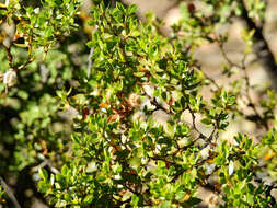 Image de Larrea divaricata Cav.