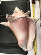 Image of Pink Conch