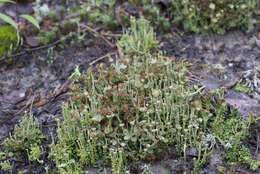 Image of cup lichen