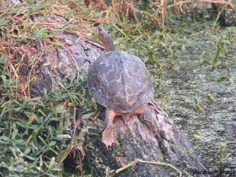 Image of Indian Roofed Turtle