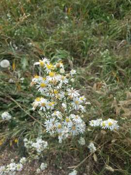 Image of white prairie aster