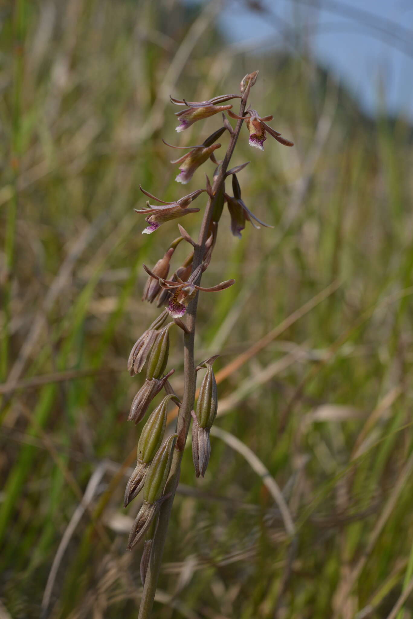 Image de Eulophia dentata Ames