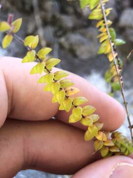 Image of Micromeria teneriffae (Poir.) Benth. ex G. Don