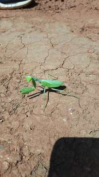 Image of African mantis