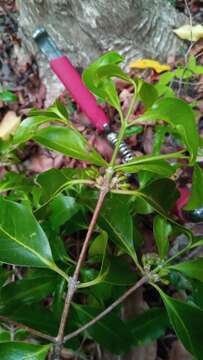 Image of Coffea tsirananae J.-F. Leroy