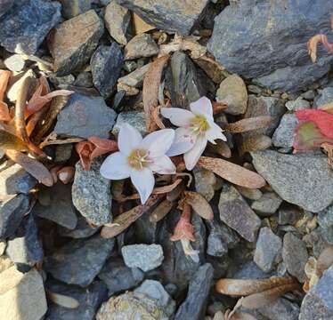 Image of Montia erythrophylla (Heenan) Heenan