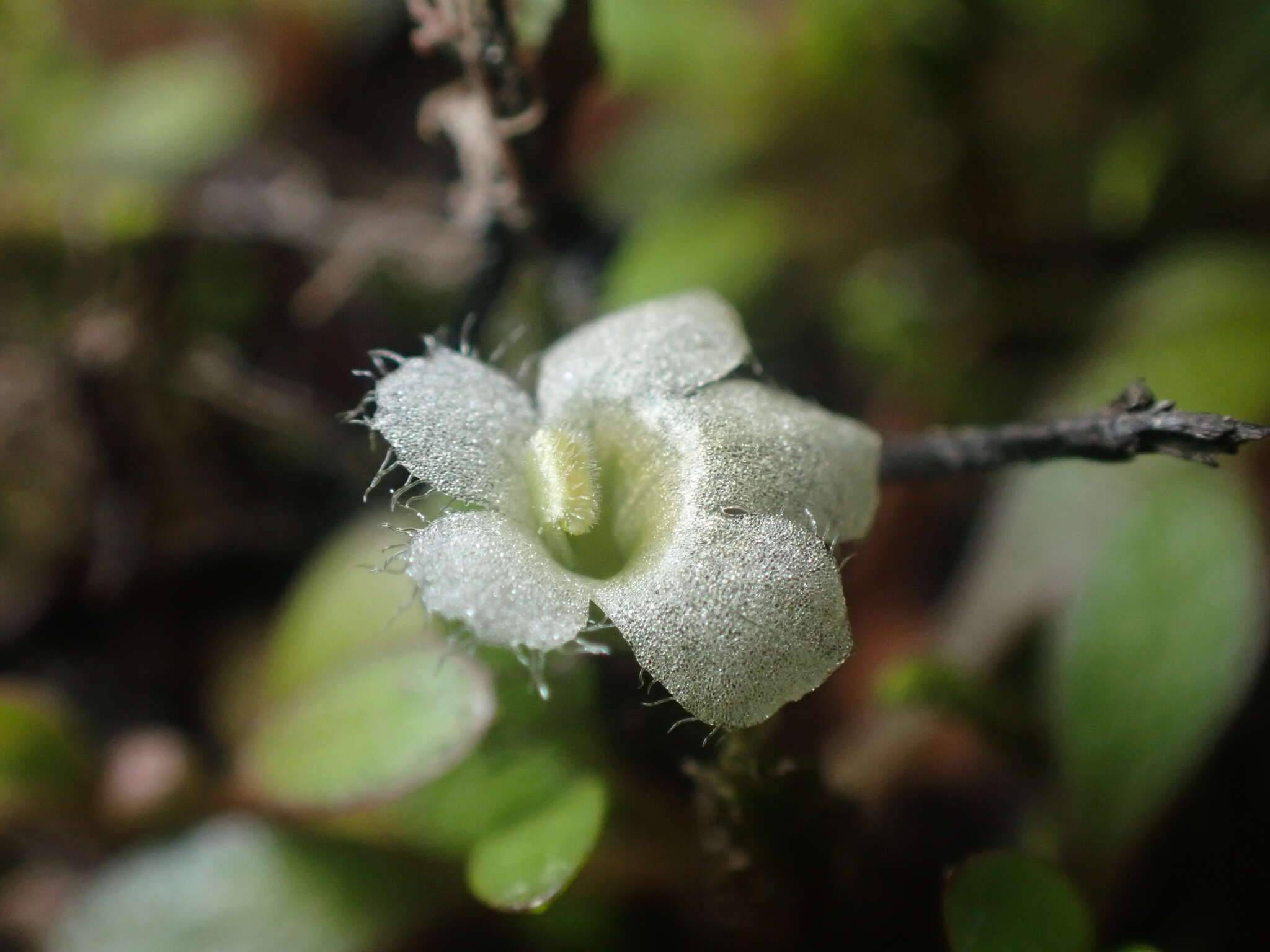 Imagem de Glossostigma elatinoides (Benth.) Benth. ex Hook. fil.