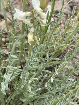 Image of Leiberg's milkvetch