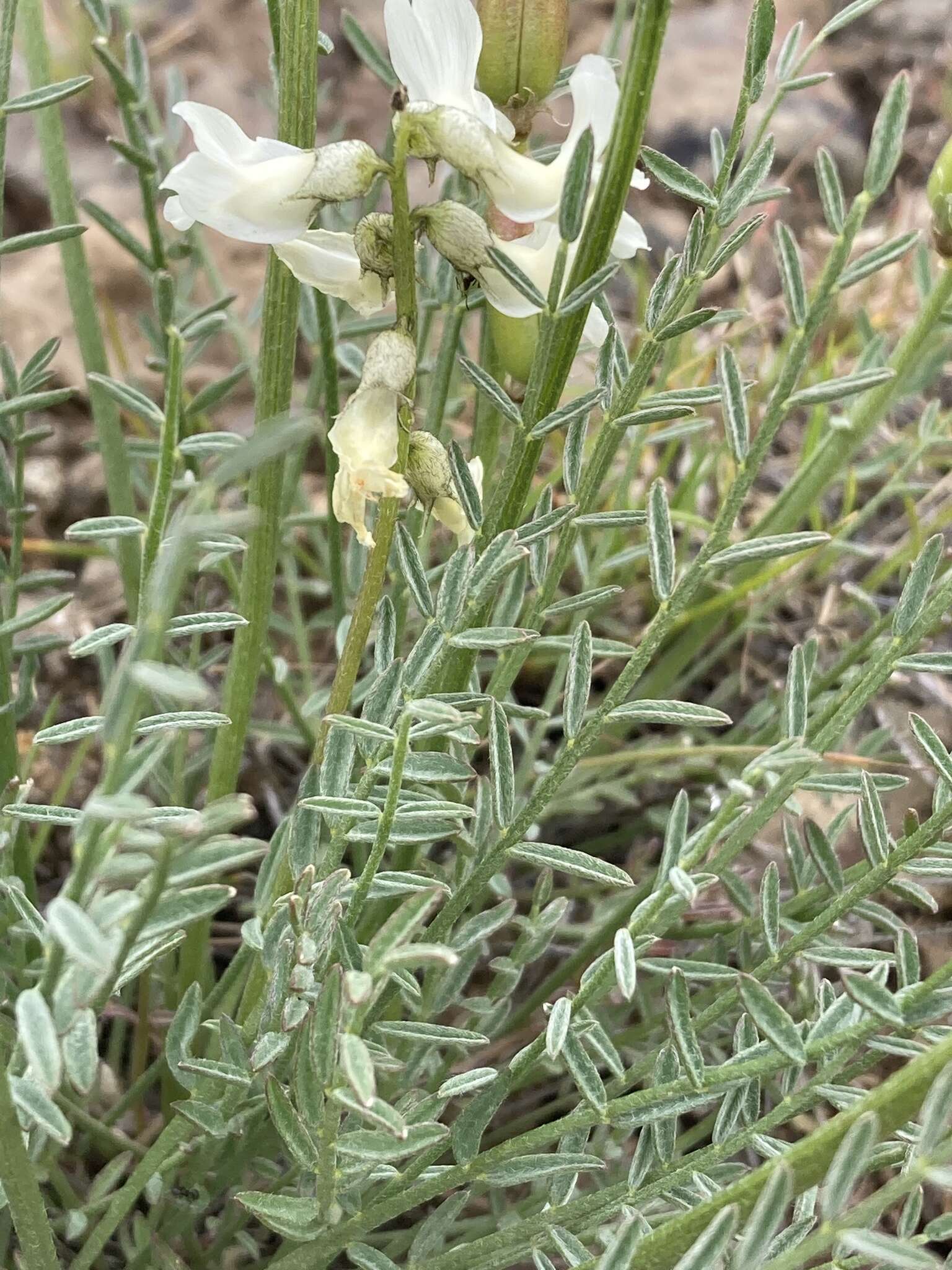 Sivun Astragalus leibergii M. E. Jones kuva