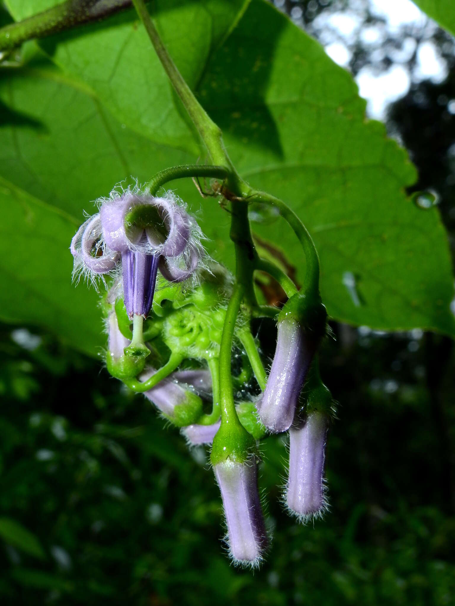 Plancia ëd Solanum endopogon subsp. guianense (Bohs) Bohs