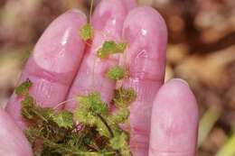 Image of Dwarf Stonewort