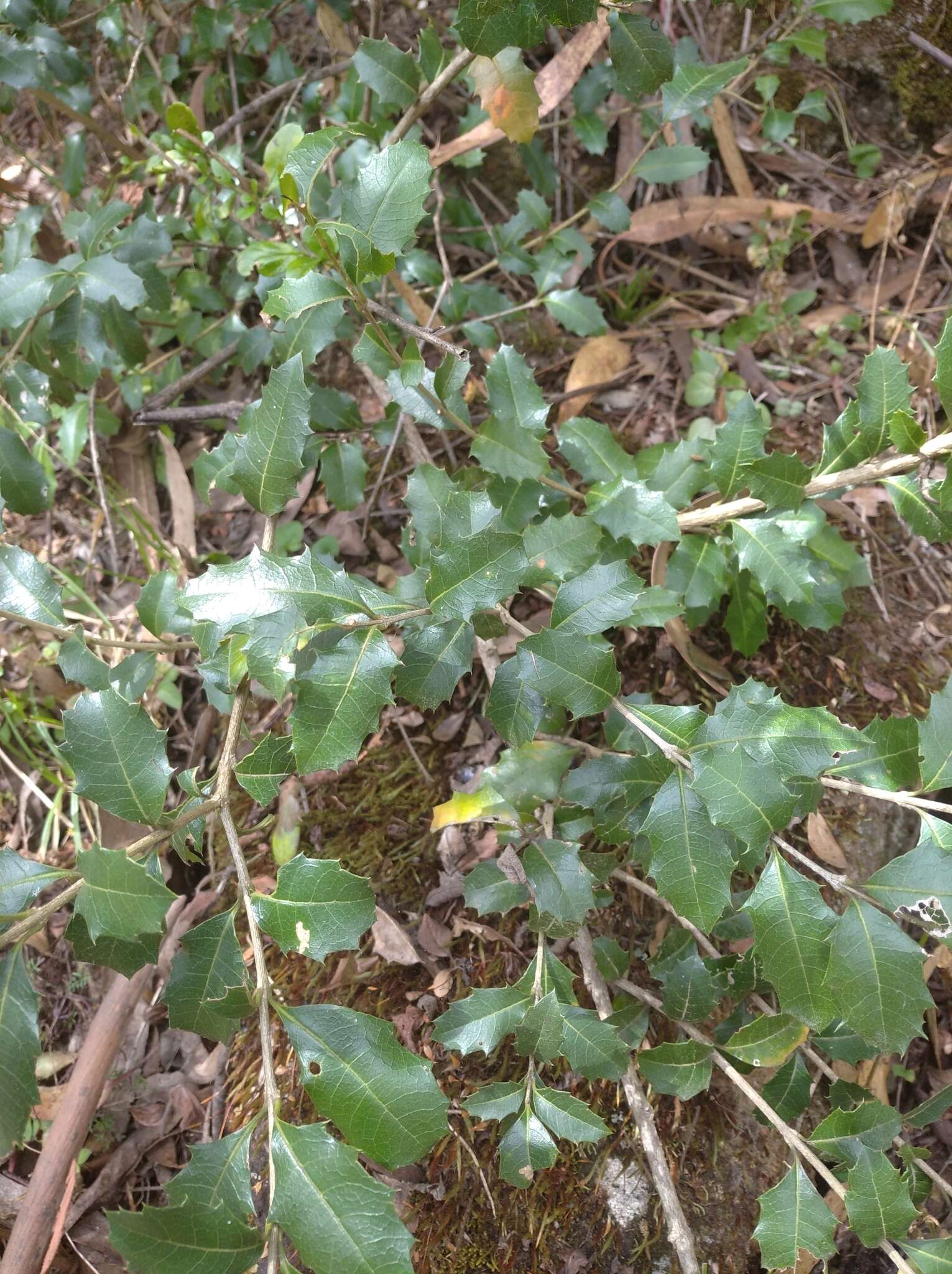 Image of Citharexylum ilicifolium Kunth