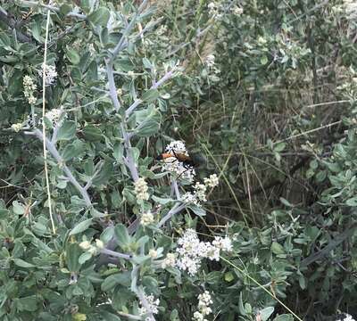 Слика од Ammophila placida F. Smith 1856