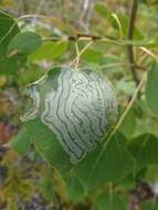 Image of Common Aspen Leaf Miner