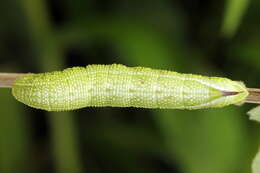 Image of broad-bordered bee hawk-moth