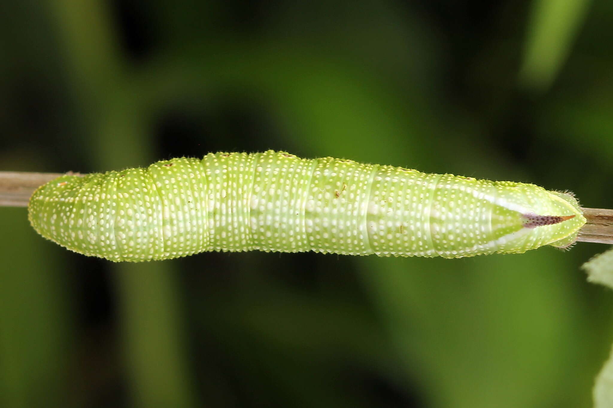 Image of broad-bordered bee hawk-moth