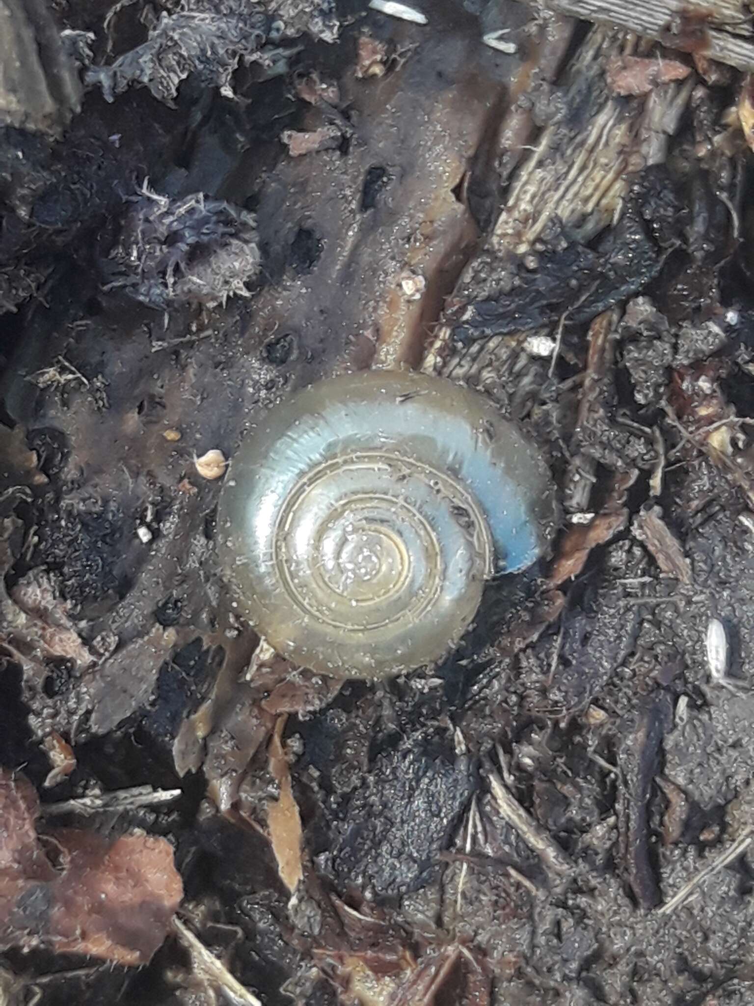 Image of Cellar glass-snail