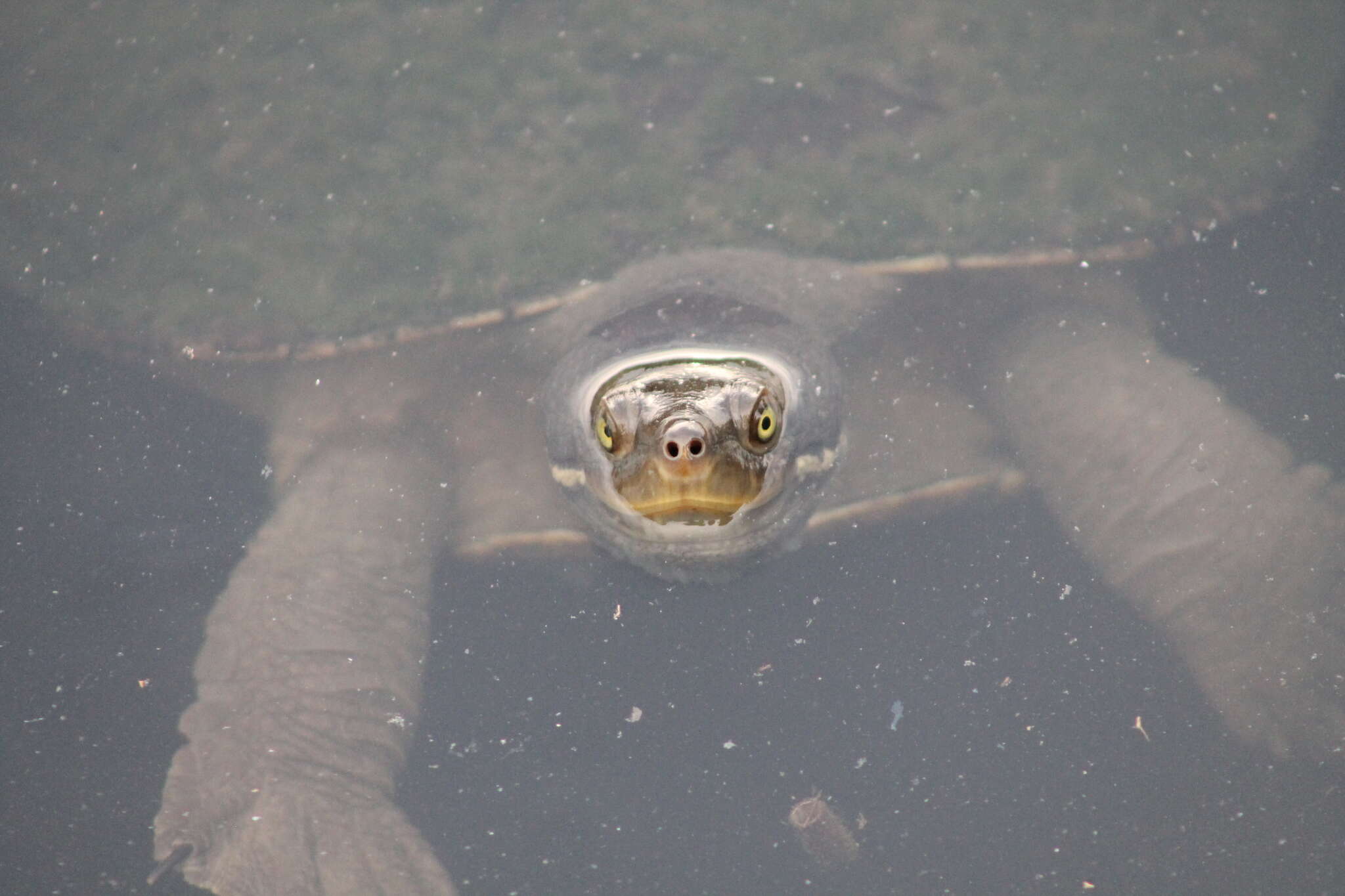 Image of Murray River Turtle