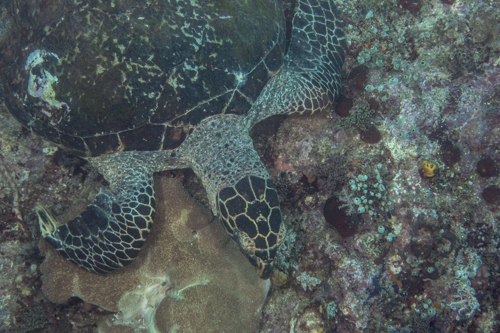 Image of Eretmochelys