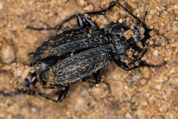 Image of Carabus (Carabus) granulatus telluris Bates 1883