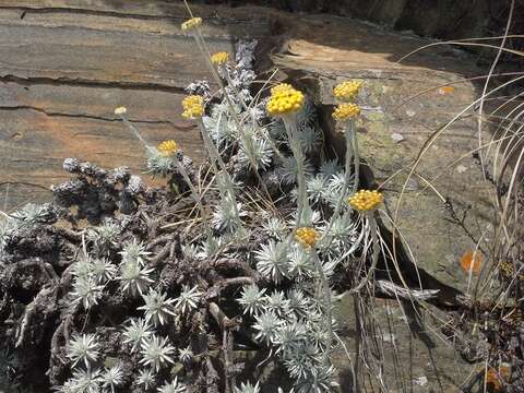 Image of Helichrysum galpinii N. E. Brown