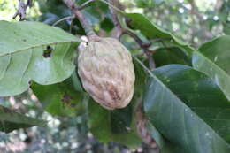 Image of Magnolia jaliscana A. Vázquez & R. Guzmán