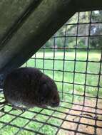 Image of Townsend's Vole