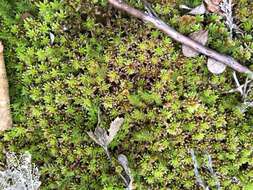 Image of sphagnum