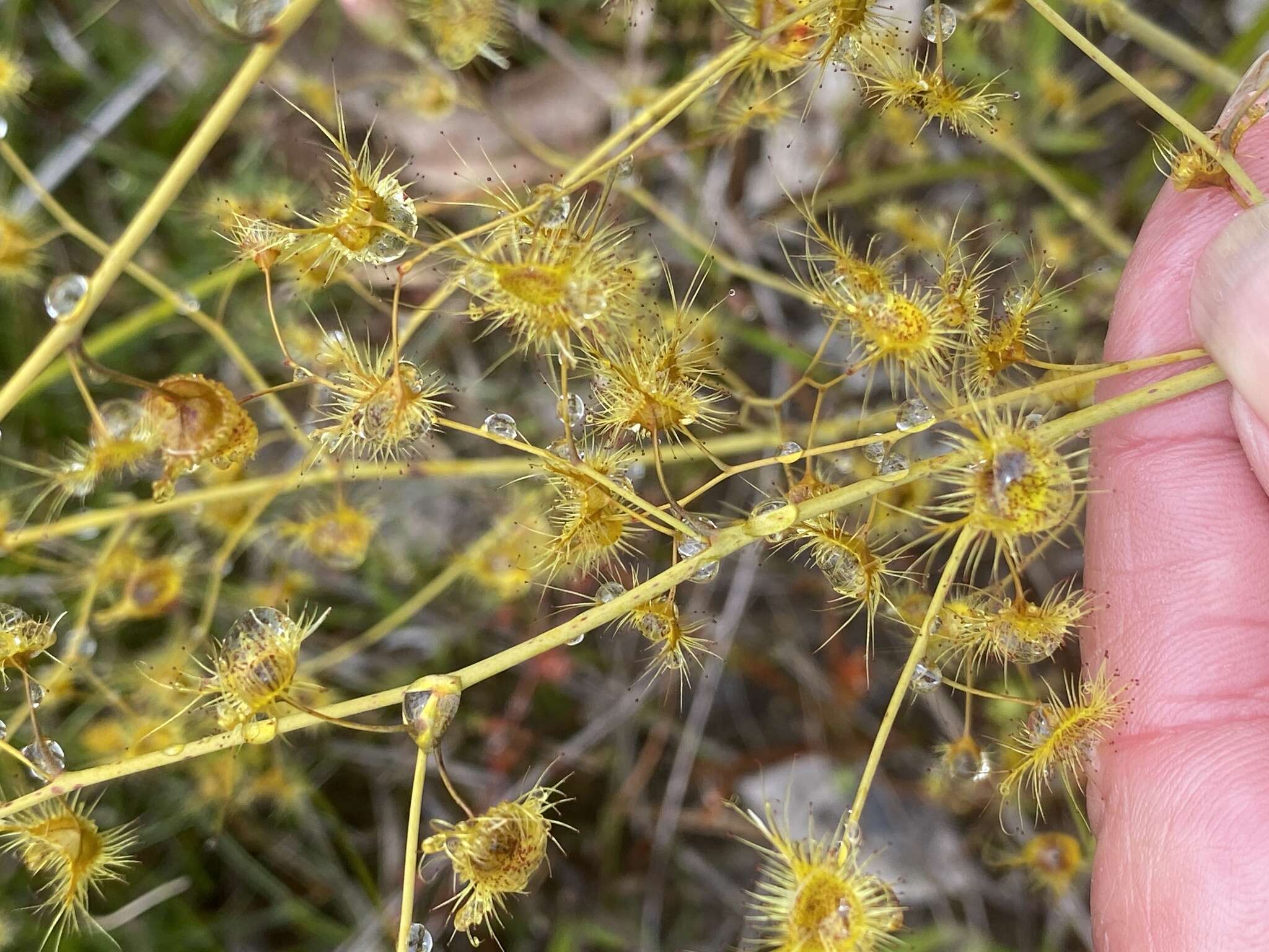 Image of Drosera gigantea Lindl.