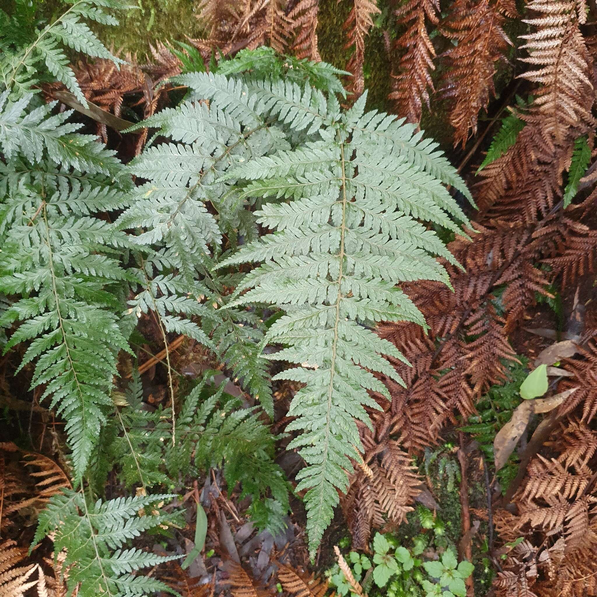 Parapolystichum acuminatum (Houlston) Labiak, Sundue & R. C. Moran的圖片