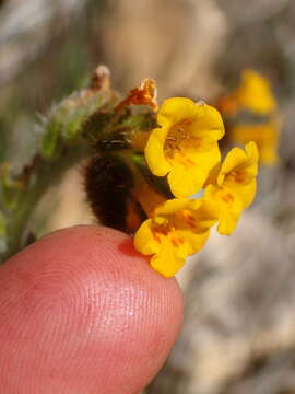 Image of Douglas' fiddleneck