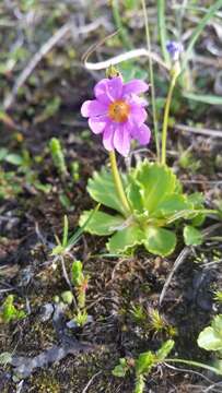 Primula cuneifolia Ledeb. resmi