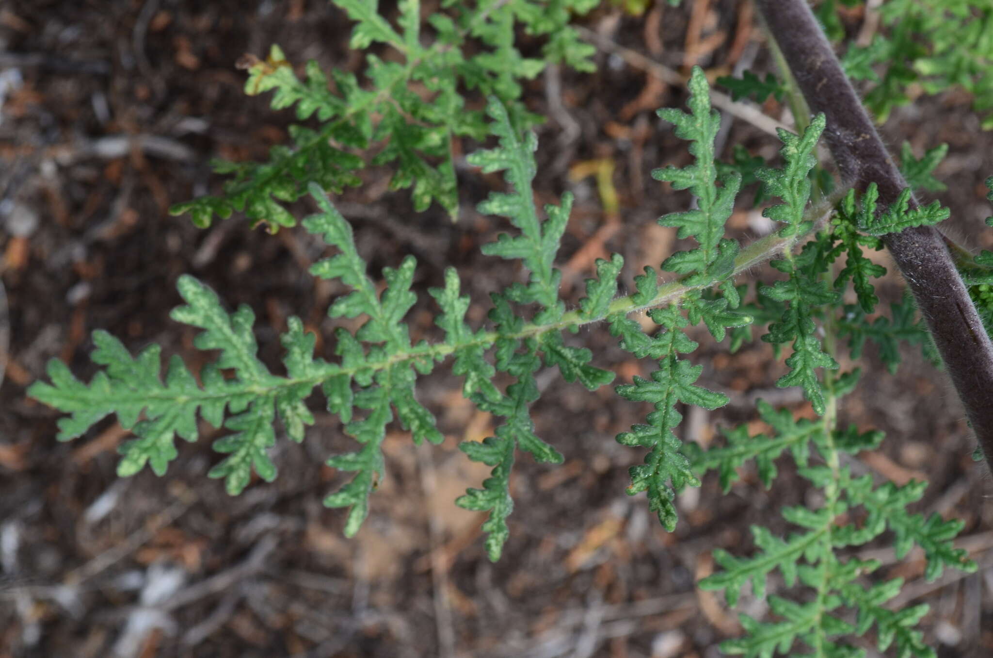 Phacelia alba Rydb. resmi