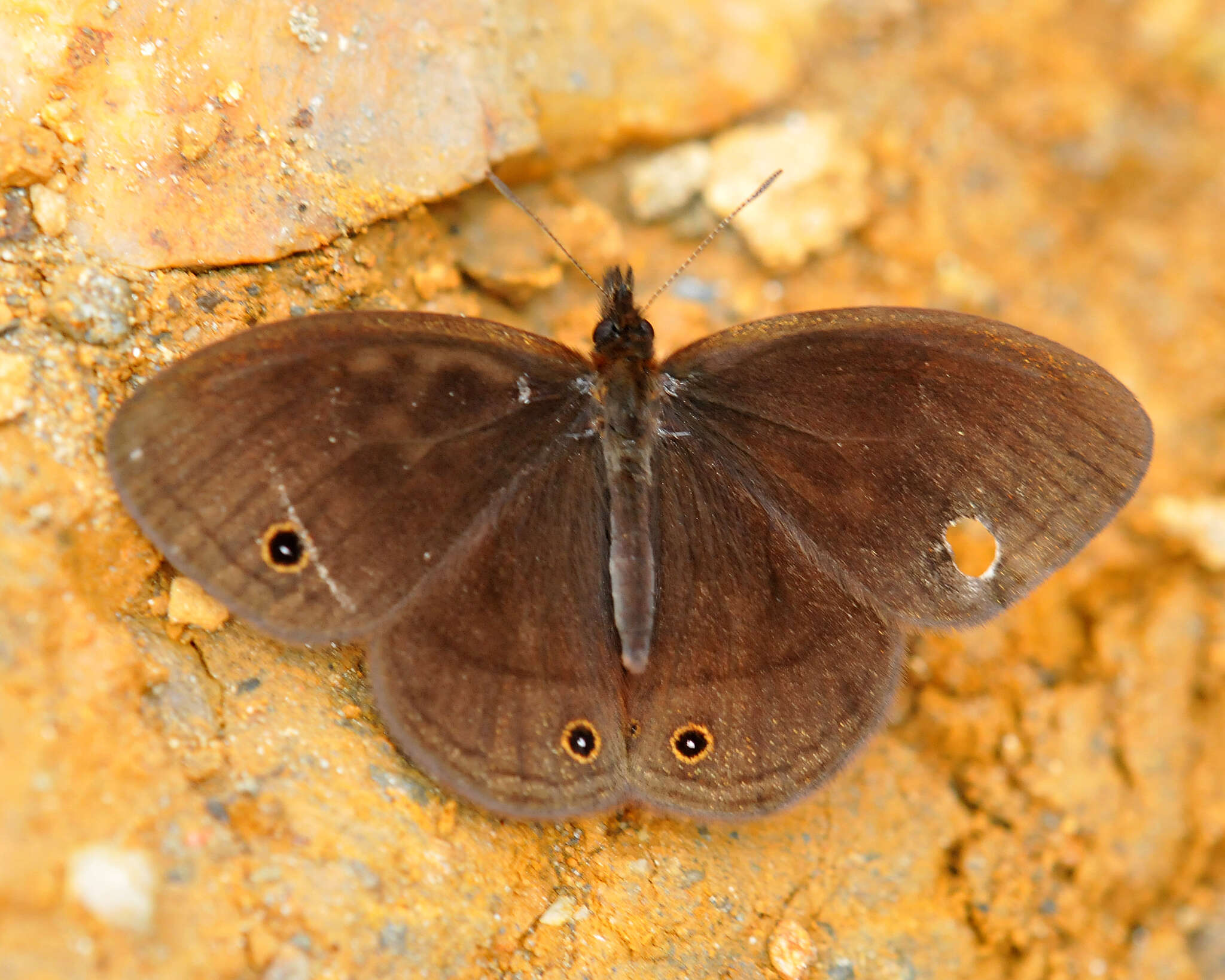 Image of Manerebia nevadensis Krüger 1924