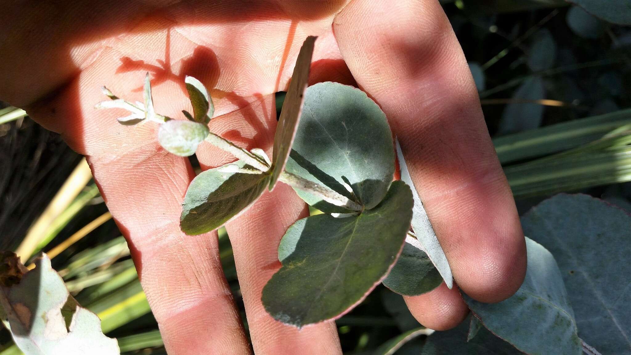 Image of silver-dollar eucalyptus