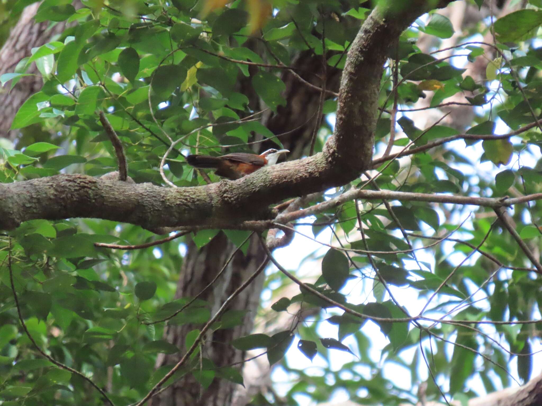 Imagem de Pomatorhinus bornensis