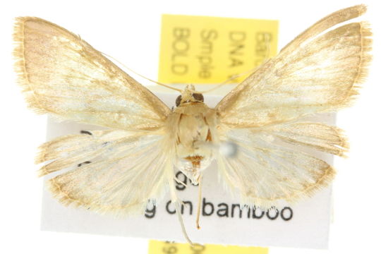Image of <i>Crypsiptya coclesalis</i> Walker 1859