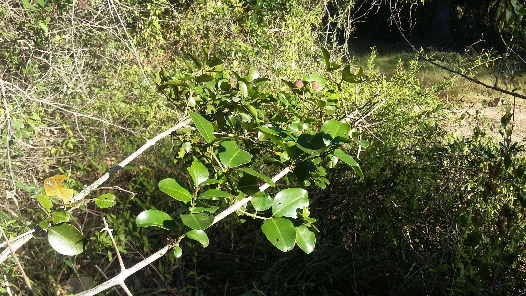 Image de Scutia myrtina (Burm. fil.) Kurz