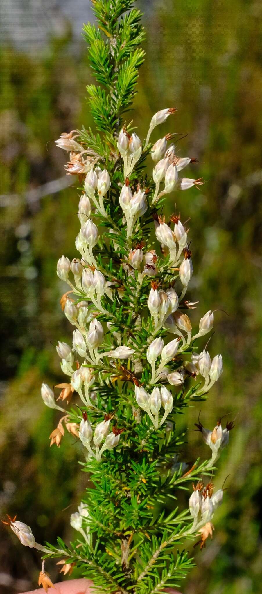 Imagem de Erica penicilliformis Salisb.