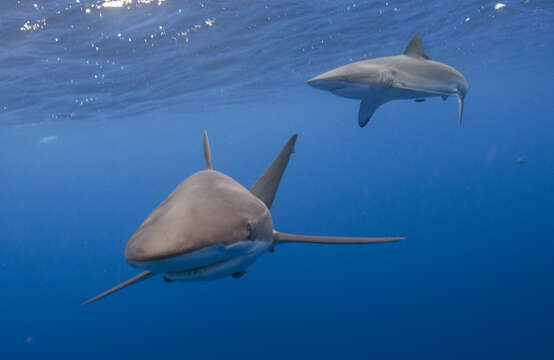 Image of Silky Shark